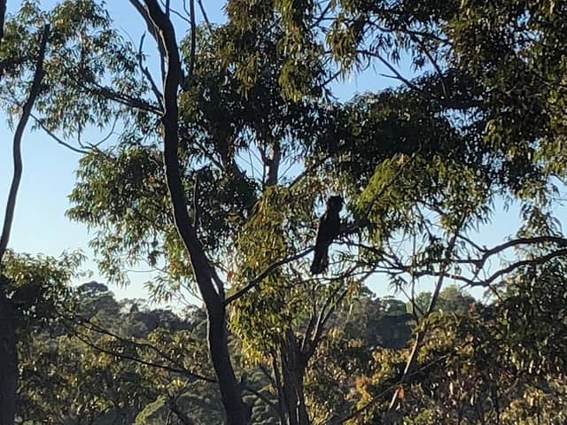 Wahroonga Cliff Lookout - Image 2