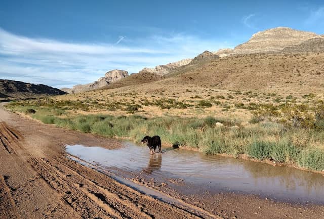 Mormon Mountains Wilderness - Image 2