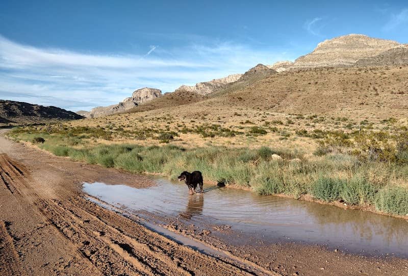 Mormon Mountains Wilderness - Image 2