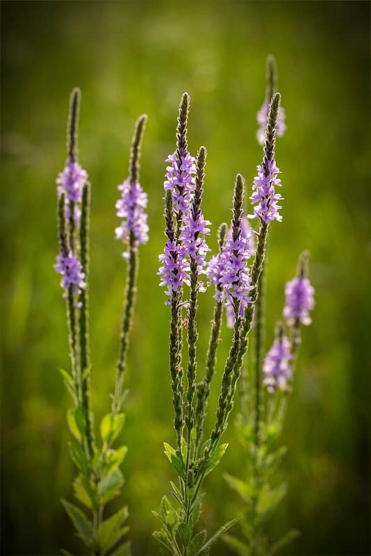 Moely Prairie - Image 1