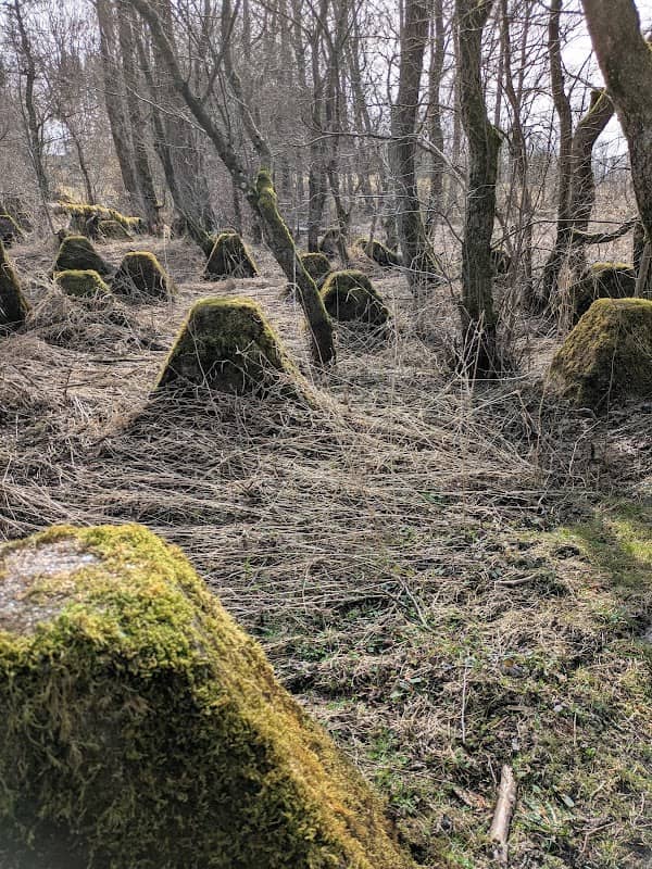 Höckerlinie (Westwall / Siegfriedlinie) - Image 2