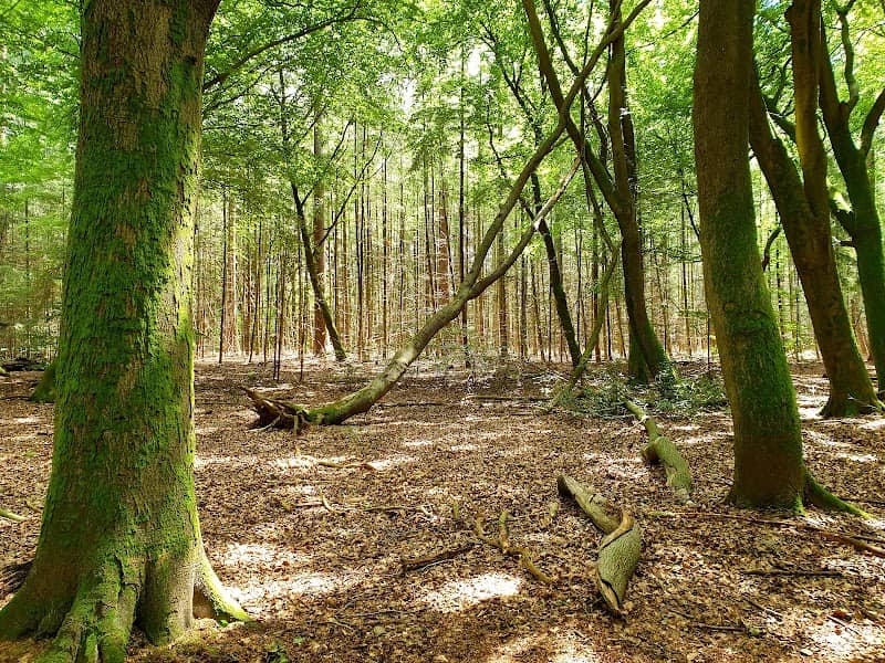 Putterbos - Image 1