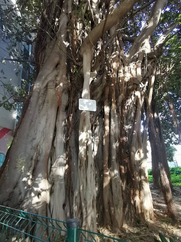 Albero monumentale - Image 1