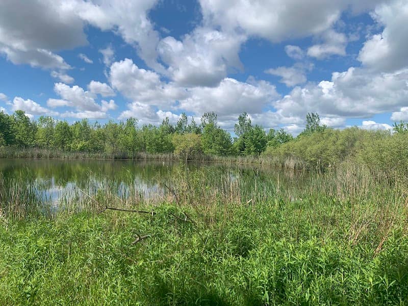 Nicholl's Memorial Forest and Wetland - Image 1