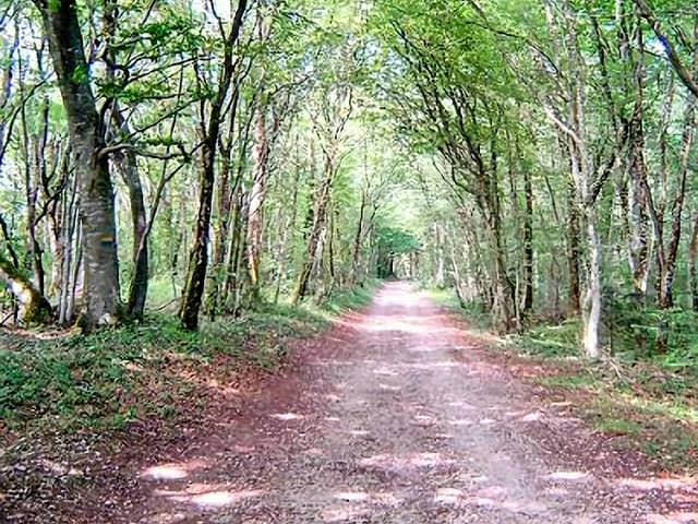 Forêt de chailluz Besançon - Image 1