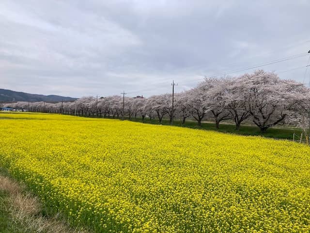 おおくら はなの回廊 - Image 1