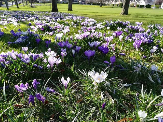Cabinteely Park - Image 1