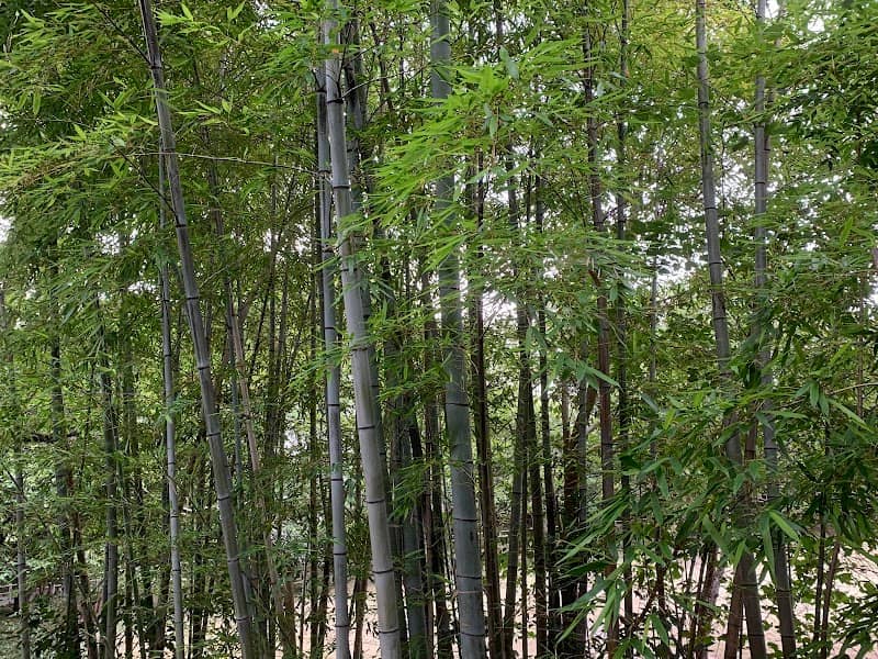 Hakusan Park - Image 1