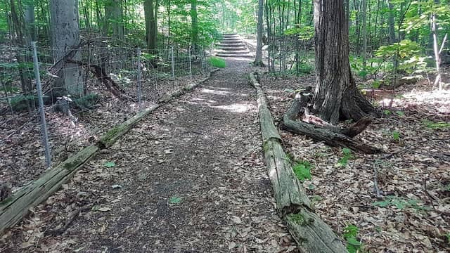 Bois Papineau - Image 1