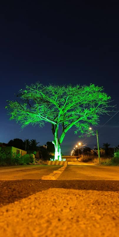 Pé de Cajá (Cajazeira) - Image 1