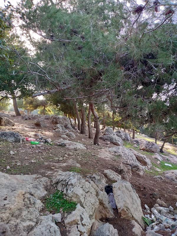 أحراش وغابة جلعد الحرجية - Image 1