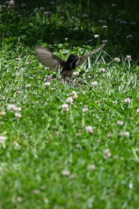 Water bath for birds - Image 2