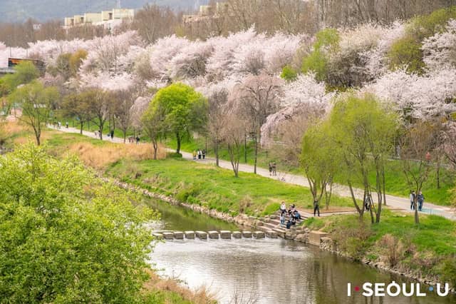 Yangjaecheon Stream - Image 2