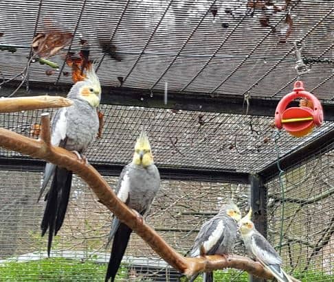 The Birds Cage - Image 2