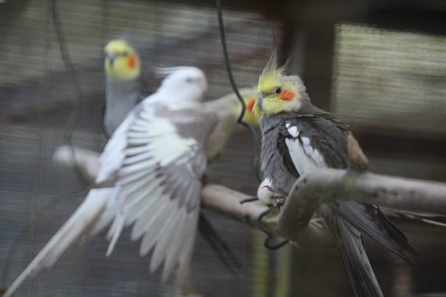 The Birds Cage - Image 1