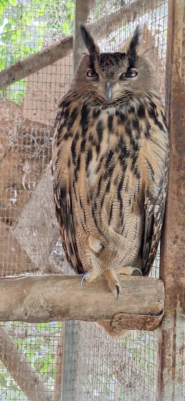 BirdPark Malta - Image 2