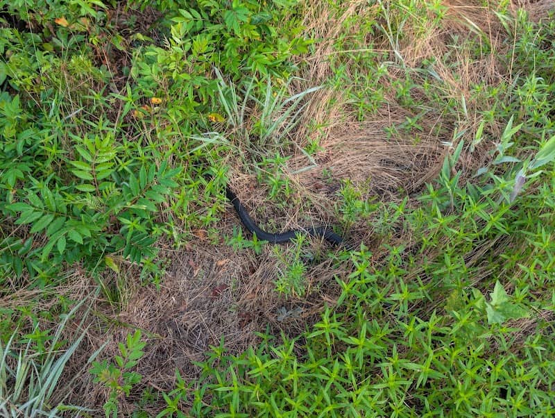 Turkey Fork Parking Area, Mattaponi Wildlife Management Area - Image 2