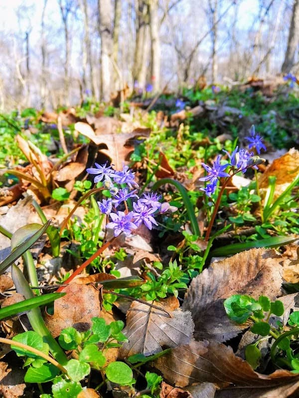 Pădurea Verde - Image 1