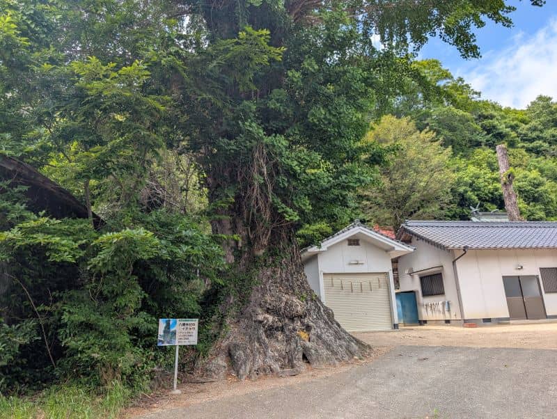 服部八幡神社のイチョウ - Image 1