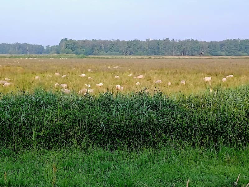 "Dümmer" Nature Reserve - Image 1
