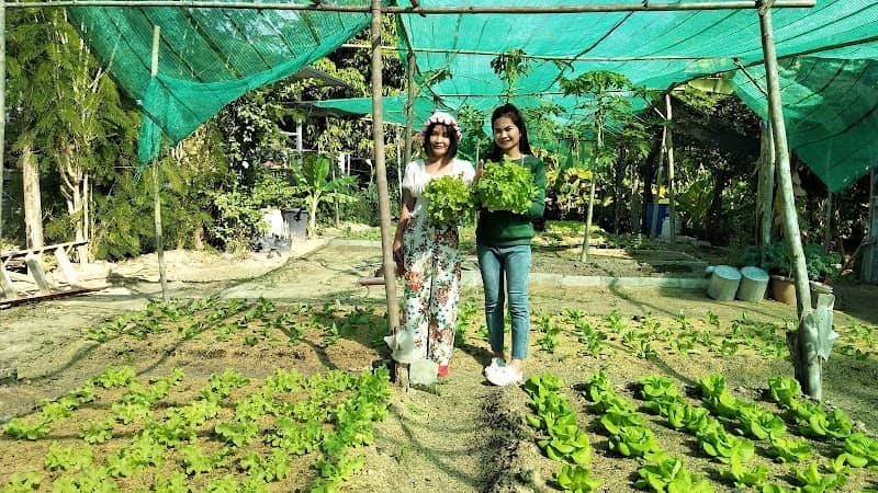 สุขสิริฟาร์ม Suksiri Farm (สวนผักออร์แกนิค) - Image 2