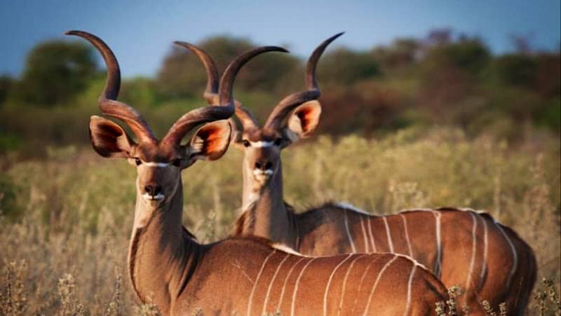 Hill Country Horns - Image 1