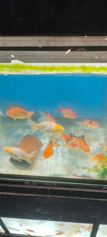 Indian aquarium - Image 1