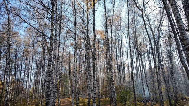 Birch Grove - Image 1