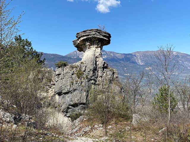 Fungo di Albaredo - Image 1