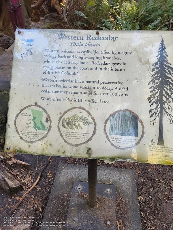 The Big Tree in the Cathedral Grove - Image 1