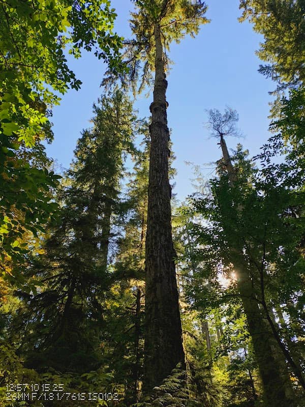 The Big Tree in the Cathedral Grove - Image 3
