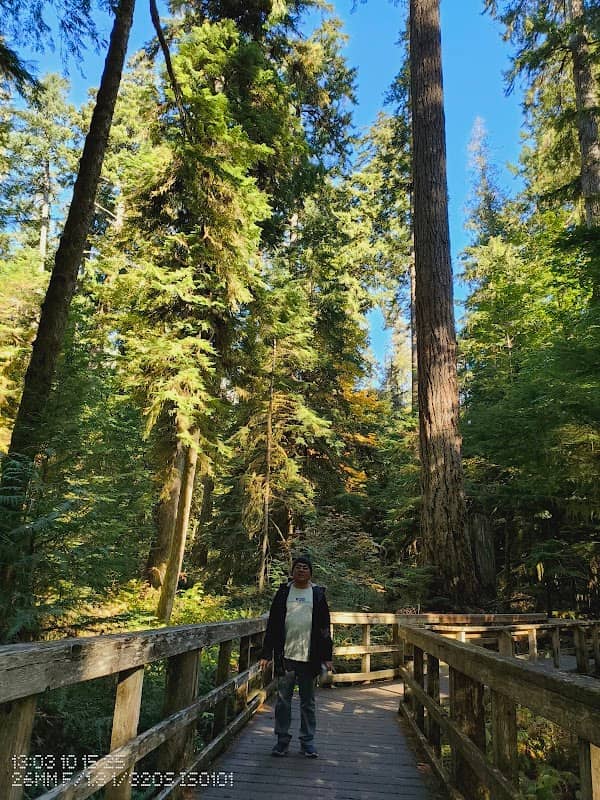 The Big Tree in the Cathedral Grove - Image 2
