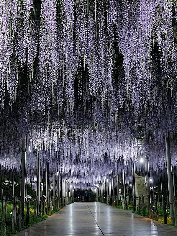 Mandaraji Park - Image 2