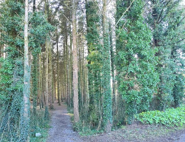 The Lane - Image 1