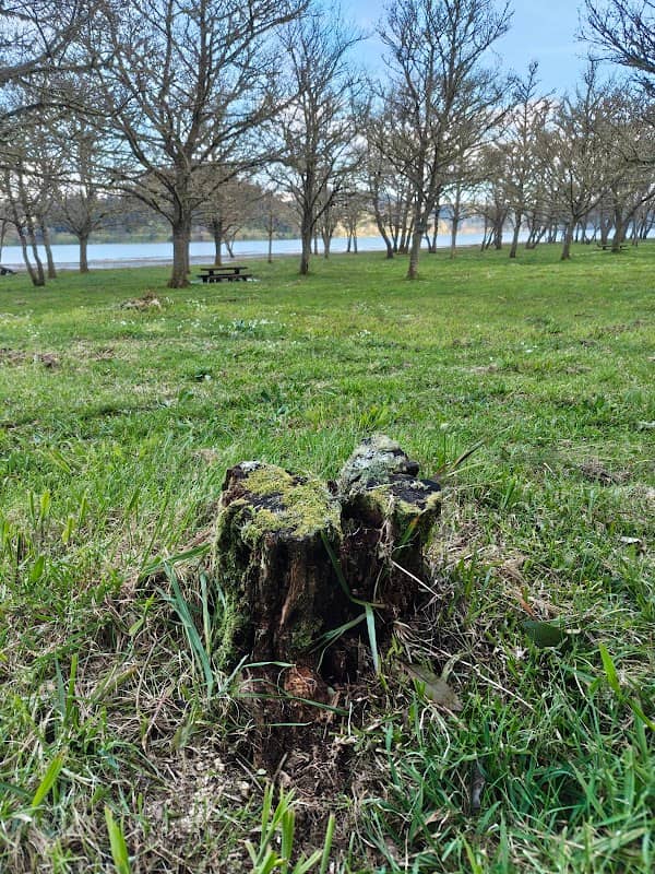 Plant growing on dead trunk - Image 1