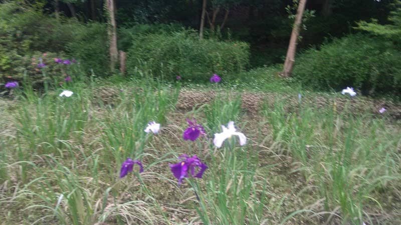 花菖蒲田 - Image 1