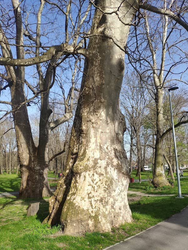 Pápai Várkert negyedik legvastagabb fája - Image 2