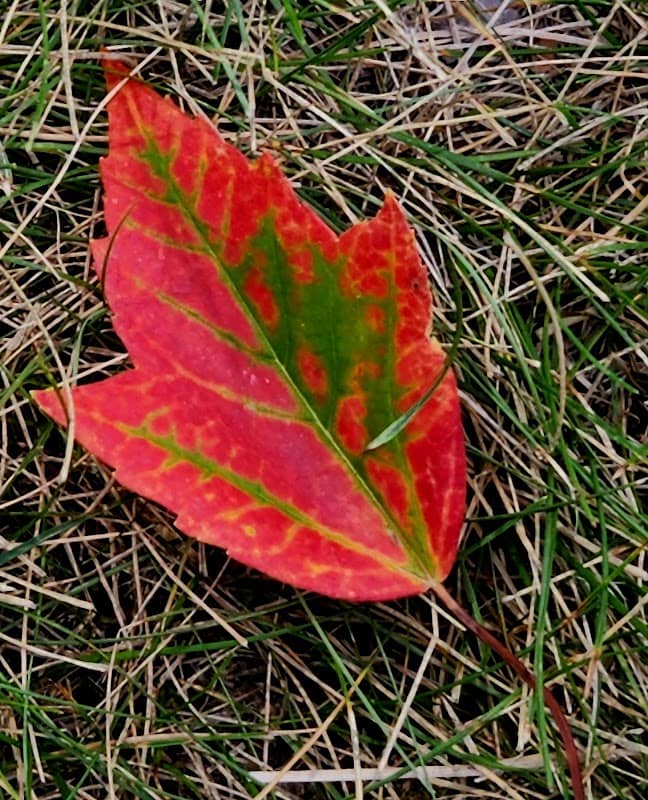 Madrid Roadside Park - Image 1