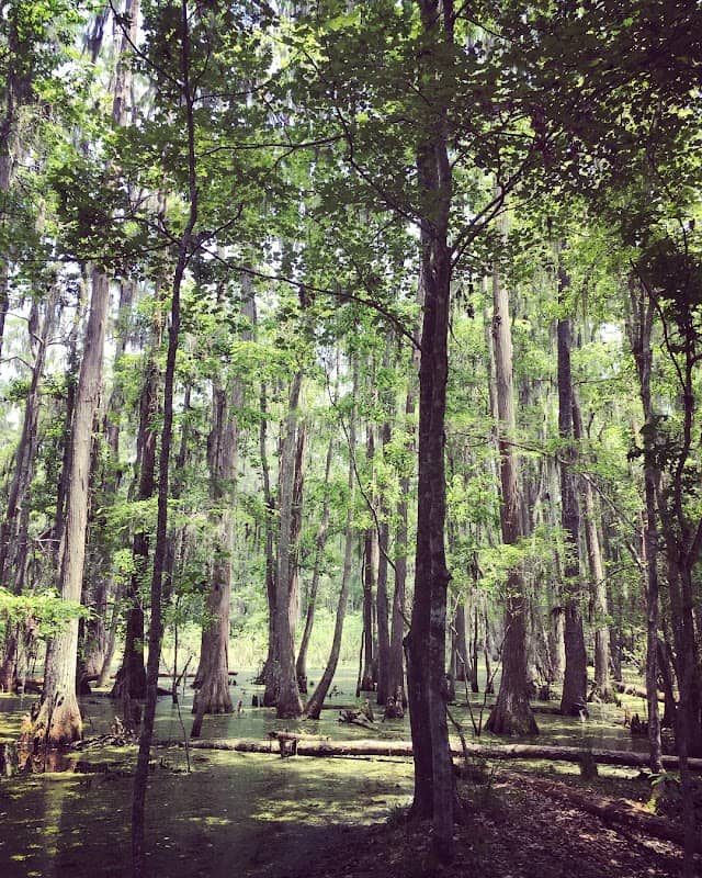 San Felasco Park - Image 2
