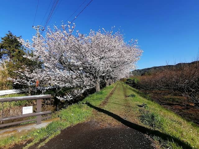 Cherry Blossoms - Image 1