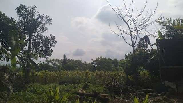 Ladang berok - Image 1