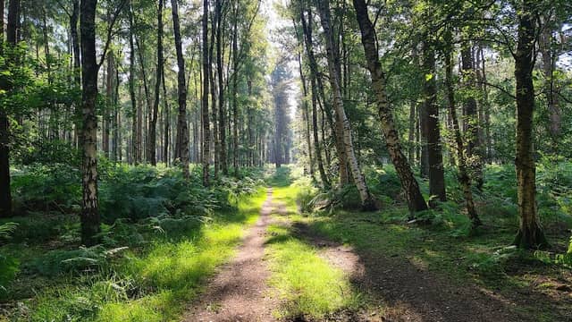 Thetford Forest - Image 2