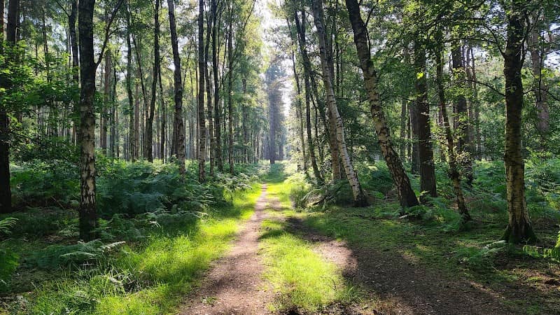 Thetford Forest - Image 2