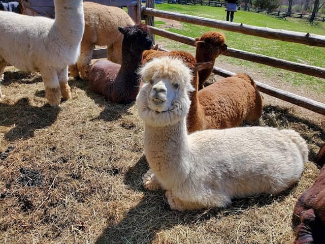 Wanderlight Alpaca Experience - Image 1