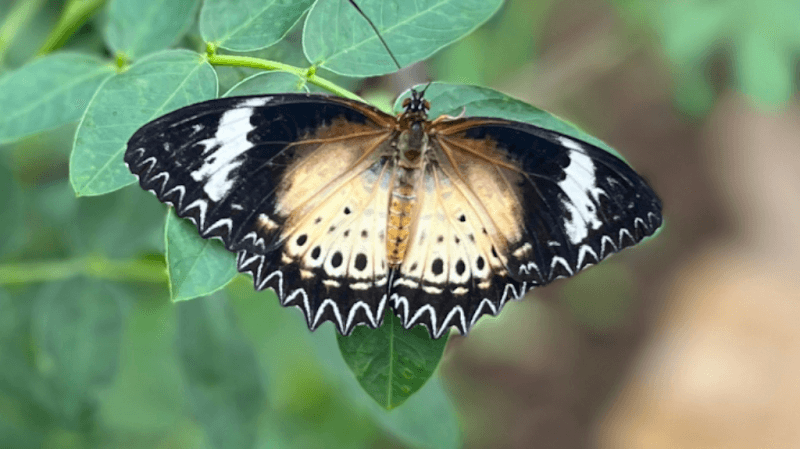 Tropical Butterfly House Wildlife Conservation Park - Image 2