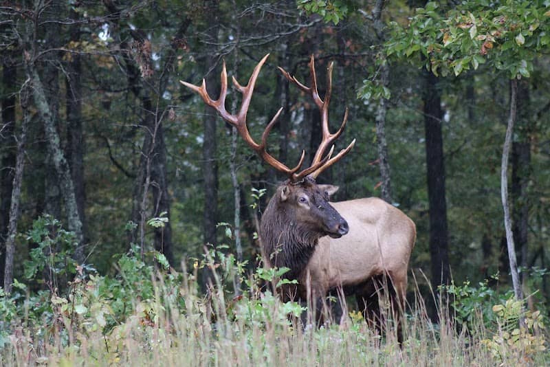 Elk & Bison Prairie - Image 1