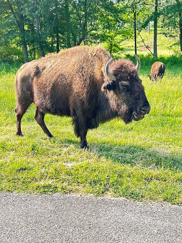 Elk & Bison Prairie - Image 3