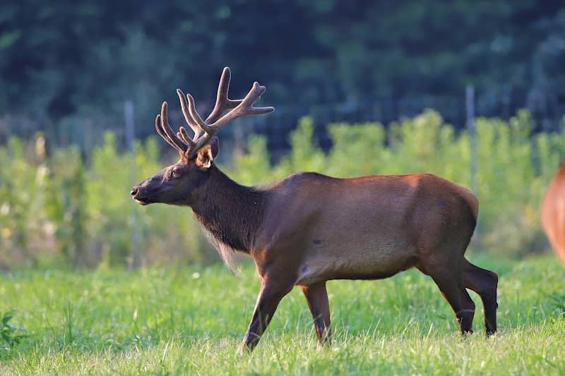 Elk & Bison Prairie - Image 2