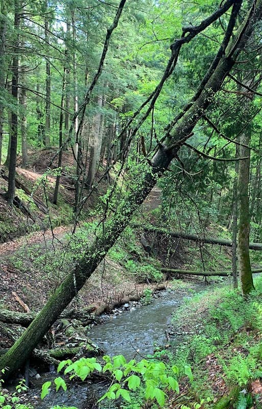 Windsor Town Forest - Image 2