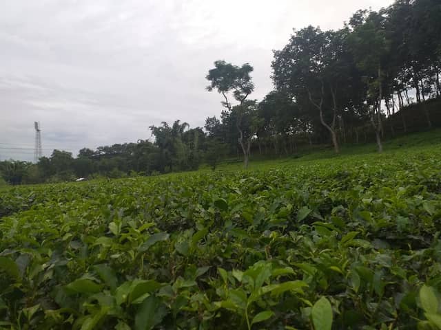 Lakkatura Tourism Centre, Sylhet. - Image 1